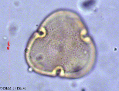 ISEM 1/Eriotheca_ruizii_10672/Eriotheca_ruizii_10672_0001(copy)_thumb.jpg